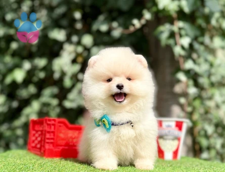 Teddy Face Boo Pomeranian Yavrular - 10569 - Görsel 3