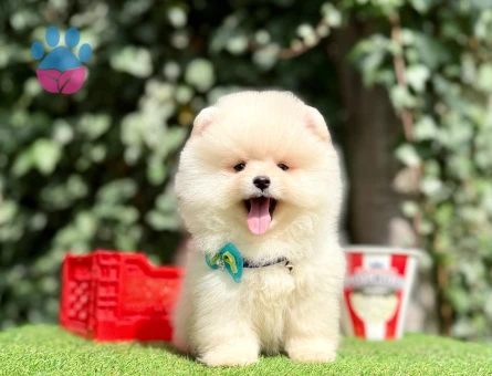 Teddy Face Boo Pomeranian Yavrular - 10569 - Görsel 5