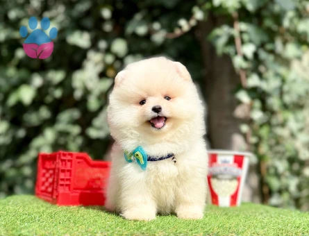 Teddy Face Boo Pomeranian Yavrular - 10569 - Görsel 4