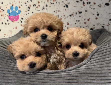 Güzel Yüzlü Sevimli Maltipoo Bebekler - 10570 - Görsel 3