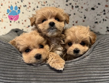 Güzel Yüzlü Sevimli Maltipoo Bebekler - 10570