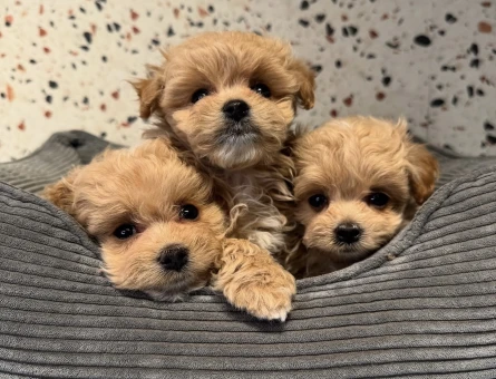 Güzel Yüzlü Sevimli Maltipoo Bebekler - 10570