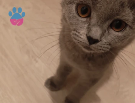British Shorthair Dişi Yuva Arıyor - 10571 - Görsel 2