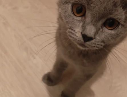 British Shorthair Dişi Yuva Arıyor - 10571