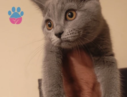 British Shorthair Dişi Yuva Arıyor - 10571 - Görsel 3