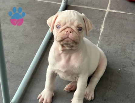 ALBİNO PUG 60 günlük - 10572 - Görsel 2