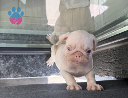ALBİNO PUG 60 günlük - 10572 - Görsel 3
