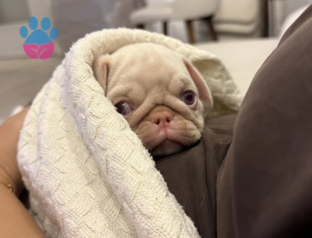 ALBİNO PUG 60 günlük - 10572 - Görsel 4