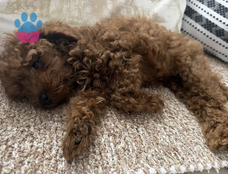 Toy poodle - 10576