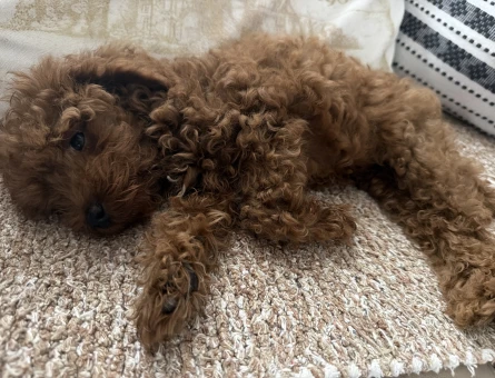 Toy poodle - 10576
