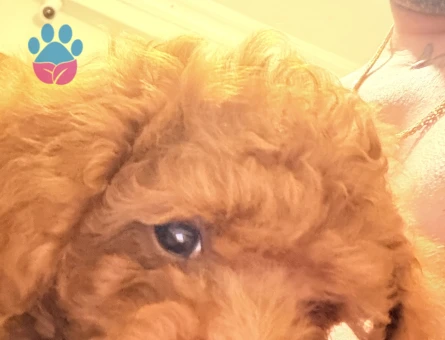 Toy poodle - 10576 - Görsel 3