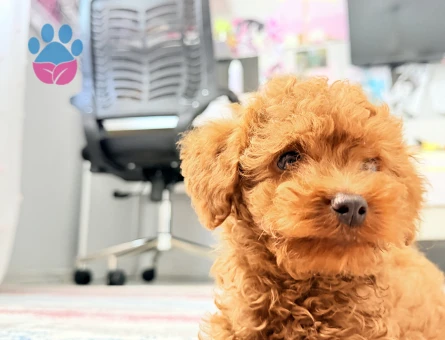 Toy poodle - 10576 - Görsel 4