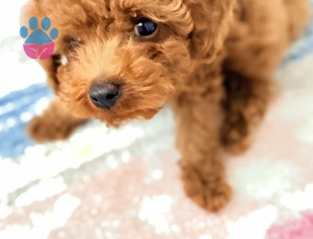 Toy poodle - 10576 - Görsel 5
