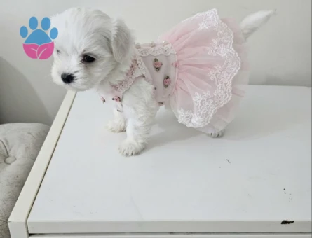 Maltese bebekler - 10577