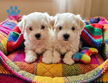 Maltese bebekler - 10577 - Görsel 5
