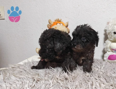 Kore Toy Poodle harika yavrularımız - 7494 - Görsel 2