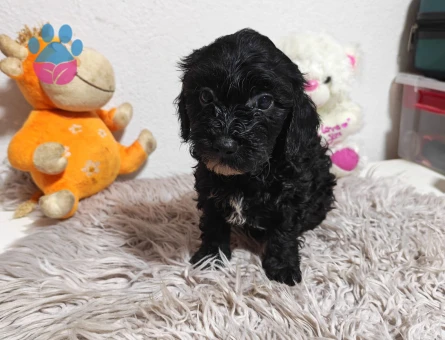 Kore Toy Poodle harika yavrularımız - 7494 - Görsel 4