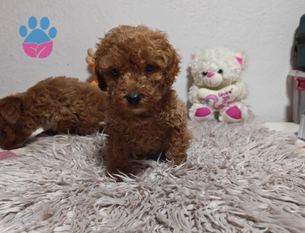Kore Toy Poodle harika yavrularımız - 7494 - Görsel 5