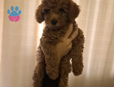 Yavru köpeğime yenç Bir yuva arıyorum - 10579