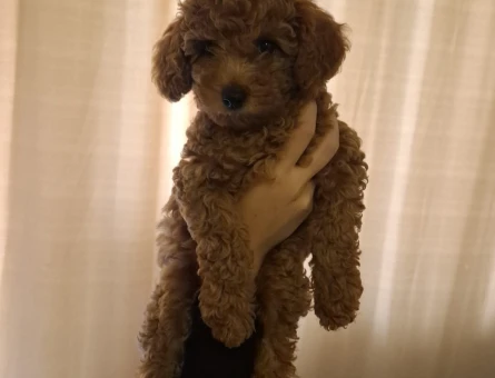 Yavru köpeğime yenç Bir yuva arıyorum - 10579