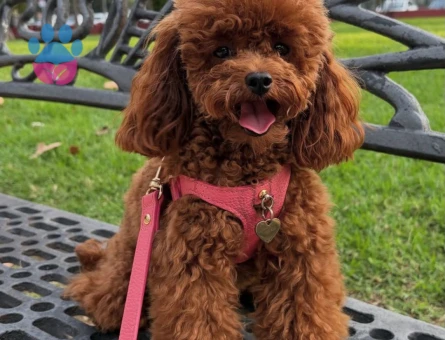 Yavru köpeğime yenç Bir yuva arıyorum - 10579 - Görsel 3