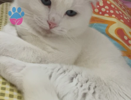 2 Yaşında Scottish Fold Erkek - 10580 - Görsel 3