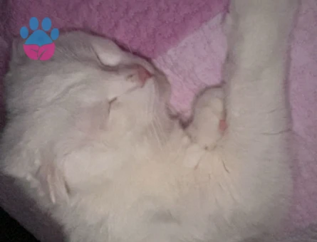 2 Yaşında Scottish Fold Erkek - 10580 - Görsel 2