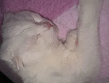 2 Yaşında Scottish Fold Erkek - 10580