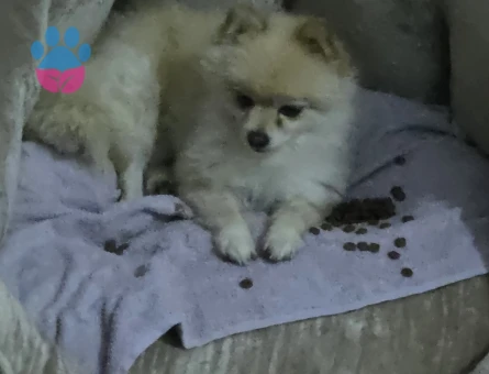 AYI SURAT POMERİAN DİŞİ - 10581 - Görsel 2