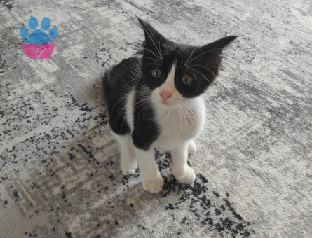 Adana acil yuva aranıyor oyuncu kedimize - 10583 - Görsel 4