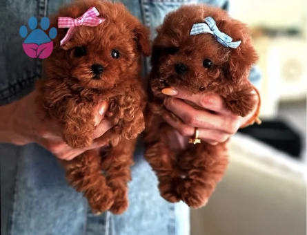 IRKININ EN MÜKEMMELİ KORE KAN POODLE YAVRULARIMIZ - 10584 - Görsel 3
