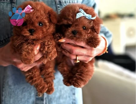 IRKININ EN MÜKEMMELİ KORE KAN POODLE YAVRULARIMIZ - 10584