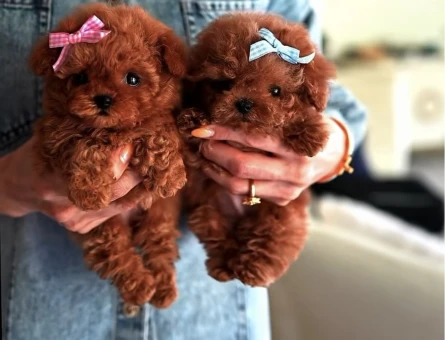 IRKININ EN MÜKEMMELİ KORE KAN POODLE YAVRULARIMIZ - 10584