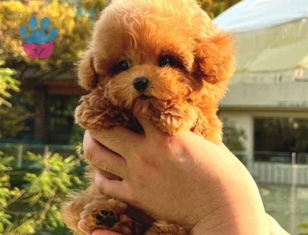 YILDIZIMIZ ARTIK SIZLERLE KORE TOY POODLE YAVRUMUZ - 10586 - Görsel 2