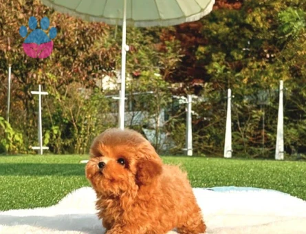 YILDIZIMIZ ARTIK SIZLERLE KORE TOY POODLE YAVRUMUZ - 10586 - Görsel 4