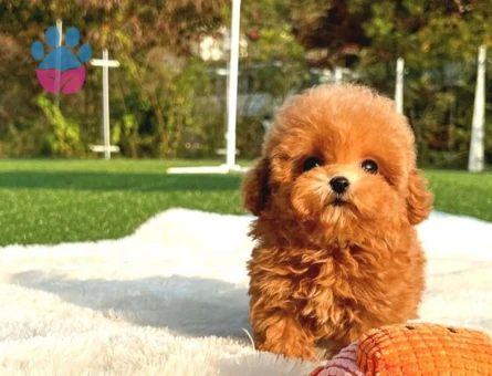 YILDIZIMIZ ARTIK SIZLERLE KORE TOY POODLE YAVRUMUZ - 10586 - Görsel 3