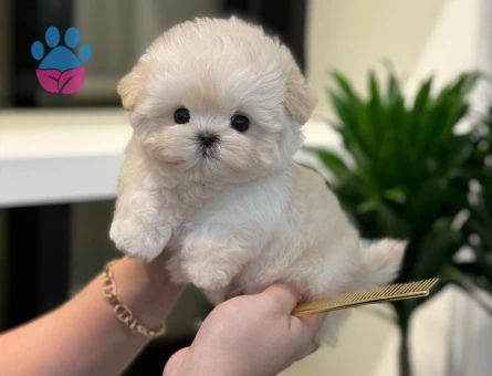 KORE POODLE BEBEKLERİM - 10587 - Görsel 4