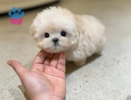 KORE POODLE BEBEKLERİM - 10587 - Görsel 2