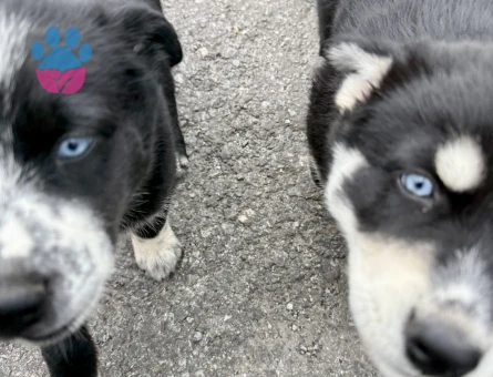 Sibirya husky - 10588 - Görsel 4