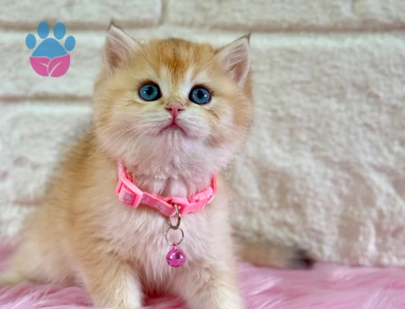 Altın Parıltılı Prenses: British Shorthair Golden Ny12 Dişi Yavru