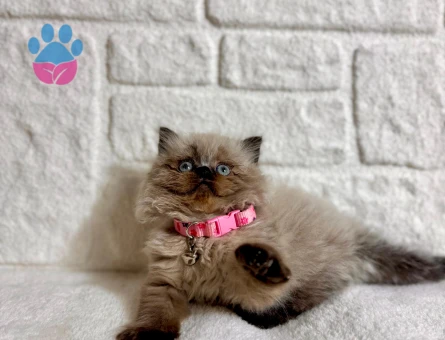 British Longhair Çikolata Point Dişi 2 Aylık