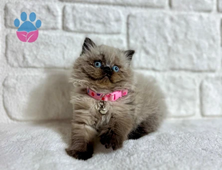 British Longhair Çikolata Point Dişi 2 Aylık