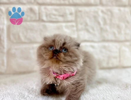 Scottish Fold Longhair Pofuduk Dişi 2 Aylık