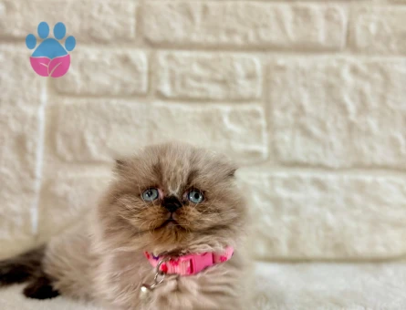 Scottish Fold Longhair Pofuduk Dişi 2 Aylık