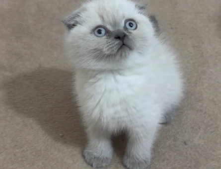 Scottish Fold - British Yavrular