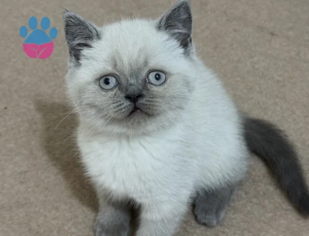 Scottish Fold - British Yavrular