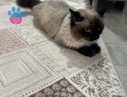 Color Persian Dişi 2 Yaşında Kızımız