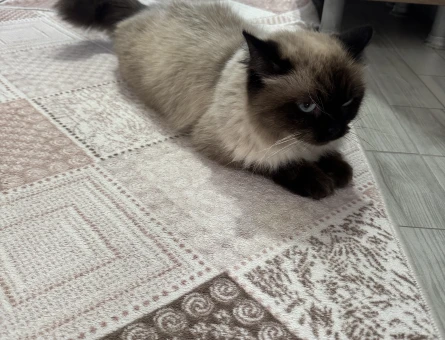 Color Persian Dişi 2 Yaşında Kızımız