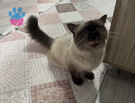 Color Persian Dişi 2 Yaşında Kızımız