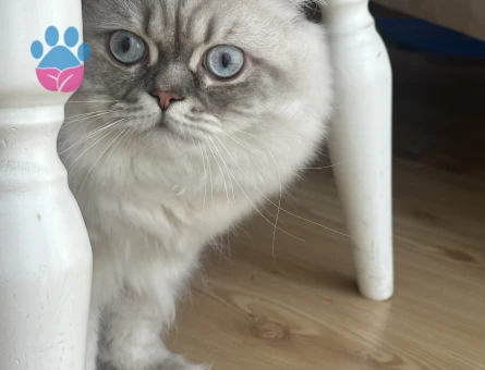 Ücretsiz Sahiplendiriyoruz kısır